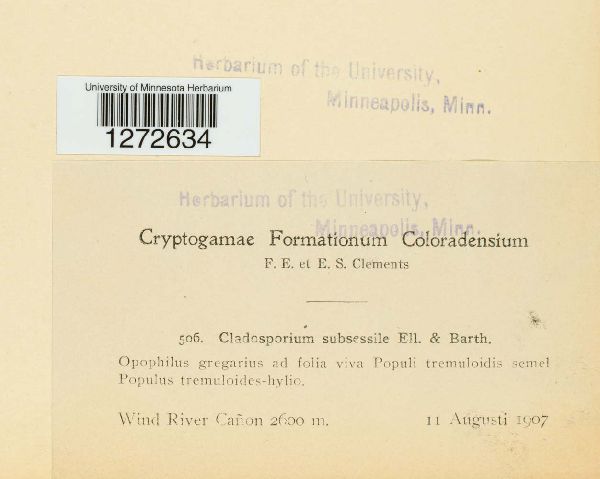Cladosporium subsessile image