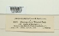 Fusicladium triostei image
