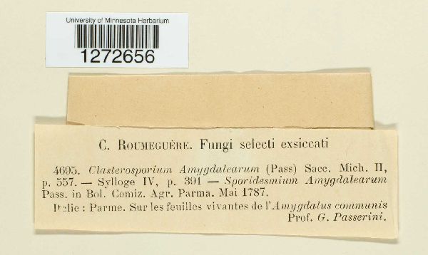 Clasterosporium amygdalearum image