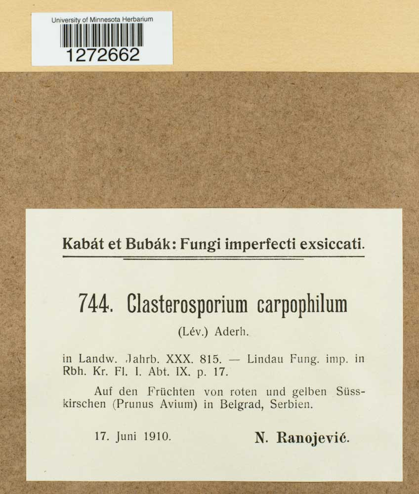 Clasterosporium carpophilum image