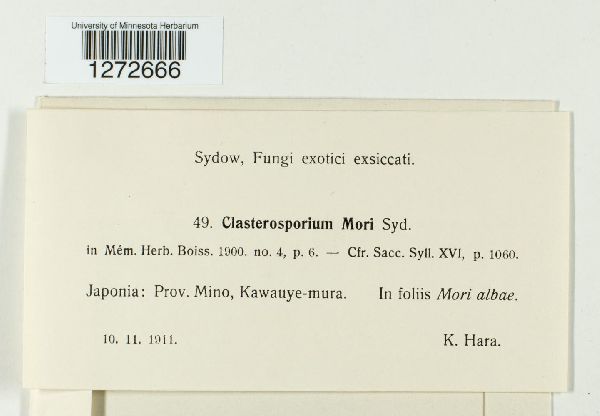 Clasterosporium mori image