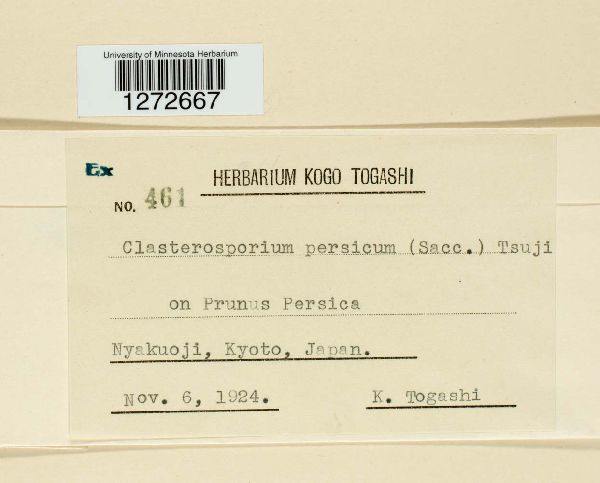 Clasterosporium persicum image
