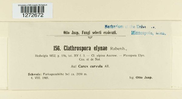 Clathrospora elynae image