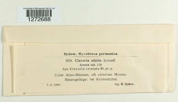 Clavaria albida image