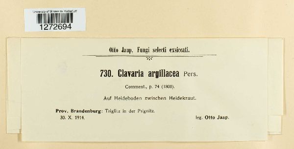 Clavaria argillacea image