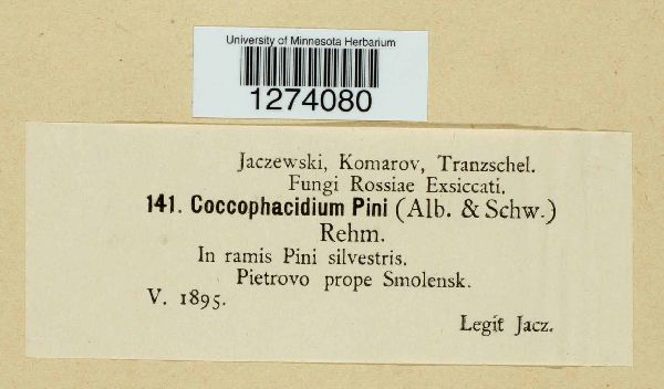 Coccophacidium pini image