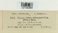 Glomerella cingulata image