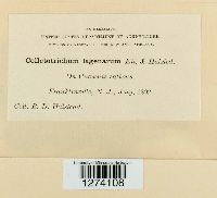 Colletotrichum lagenarium image