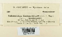 Colletotrichum lindemuthianum image