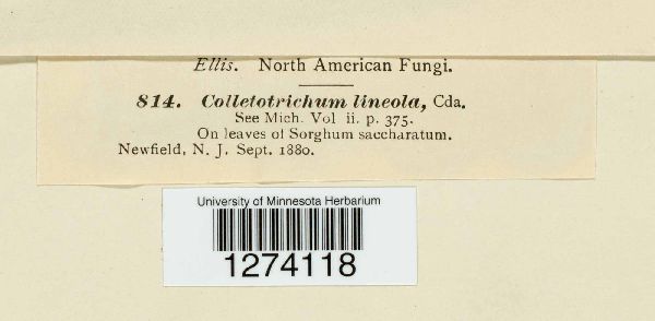 Colletotrichum linicola image