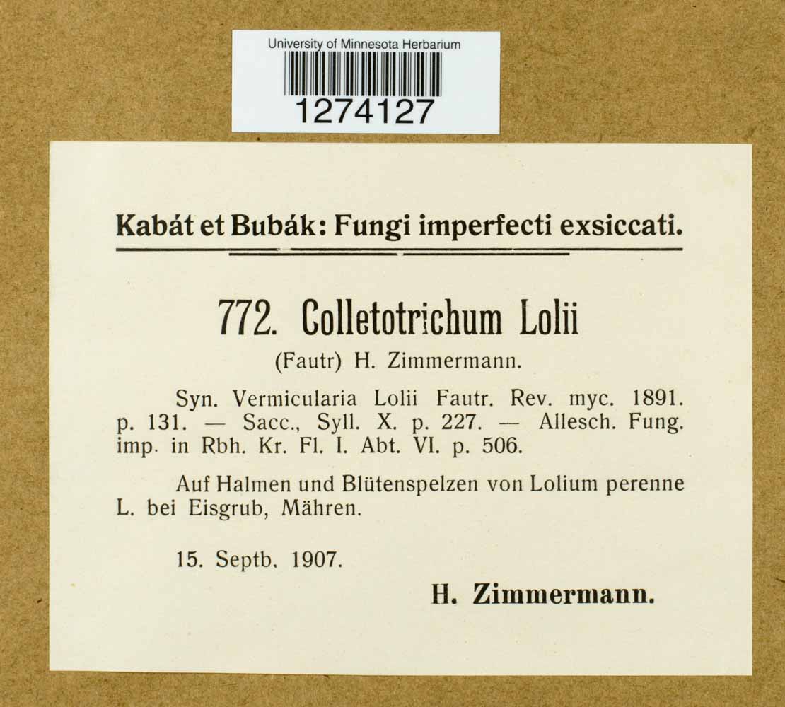 Colletotrichum lolii image