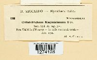 Colletotrichum magnusianum image