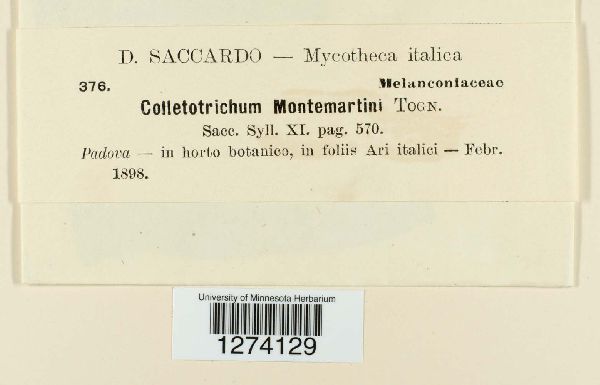 Colletotrichum montemartinii image