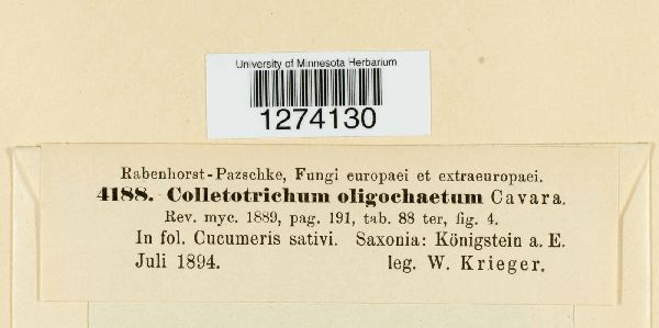 Colletotrichum orbiculare image