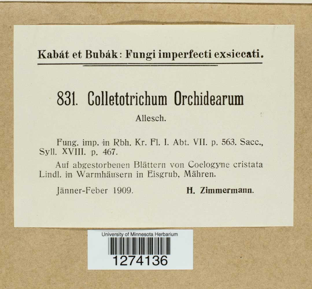 Colletotrichum orchidearum image