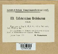 Colletotrichum orchidearum image