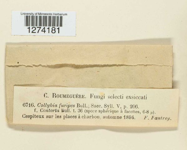 Gymnopus fusipes image