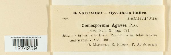 Coniosporium agaves image