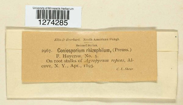 Coniosporium rhizophilum image