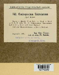 Coniosporium shiraianum image
