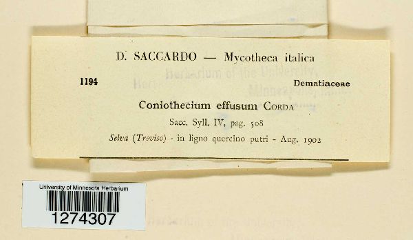 Coniothecium effusum image