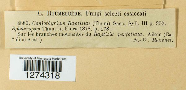Coniothyrium baptisiae image