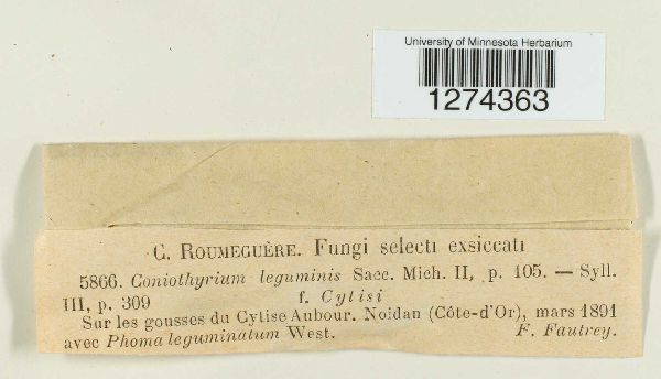 Coniothyrium leguminis image
