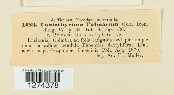 Coniothyrium palmarum image