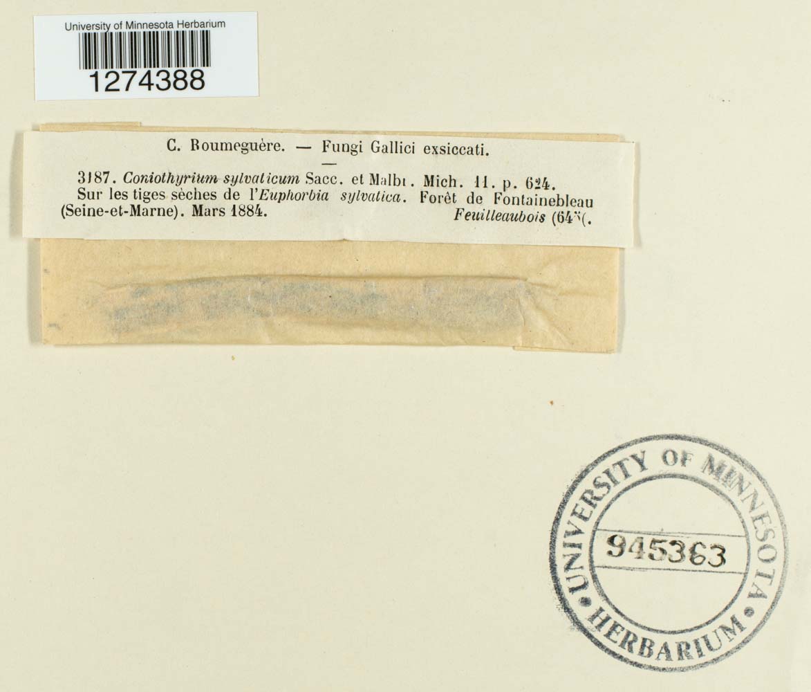 Coniothyrium sylvaticum image