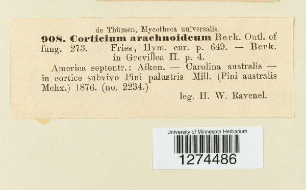 Corticium arachnoideum image