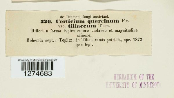Corticium quercinum var. tiliaceum image