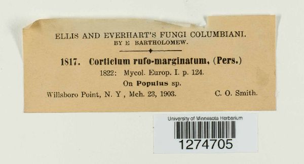 Corticium rufo-marginatum image