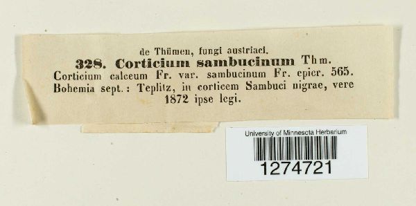 Corticium sambucinum image