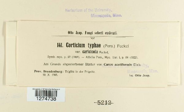 Corticium typhae var. caricicola image