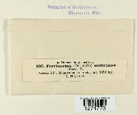 Cortinarius umbrinus image