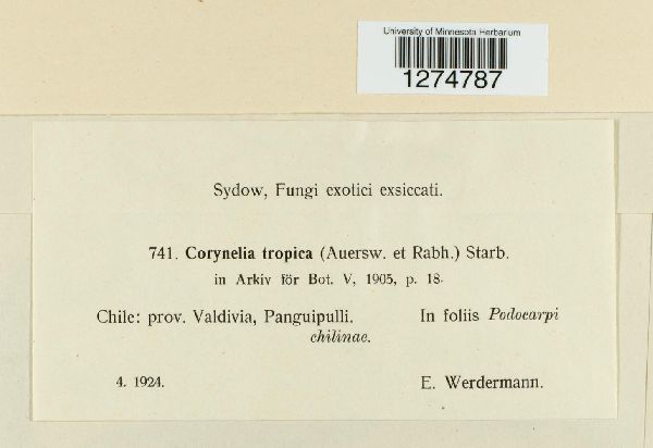 Corynelia tropica image