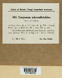 Coryneum microstictoides image