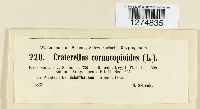 Craterellus cornucopioides image
