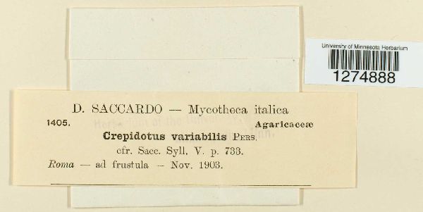 Crepidotus variabilis image