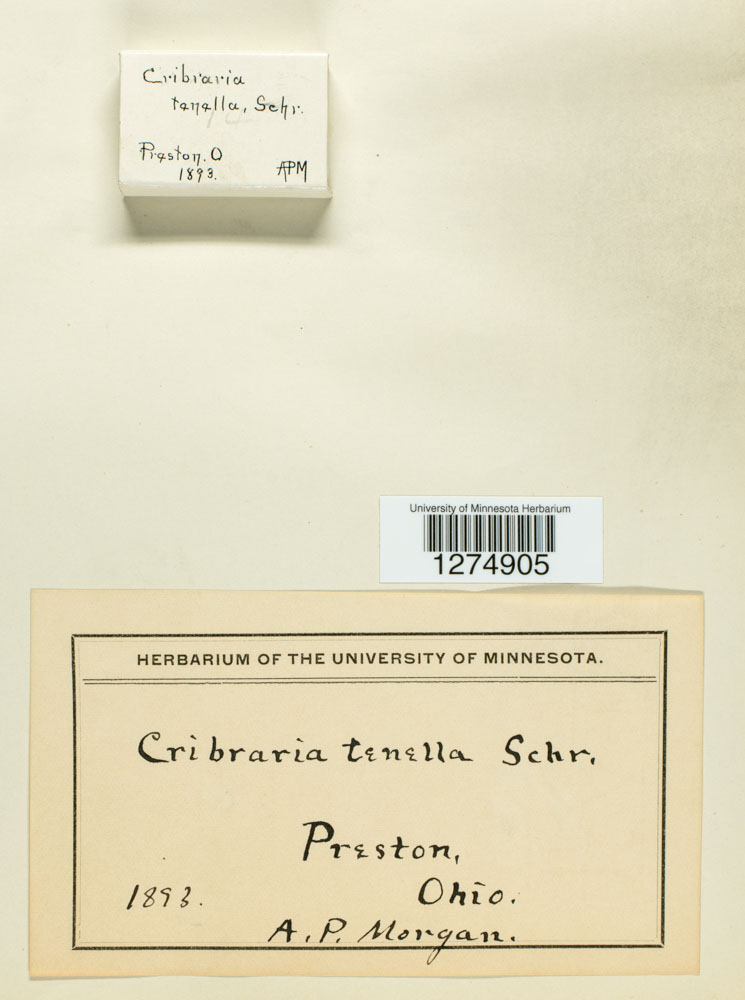 Cribraria tenella image