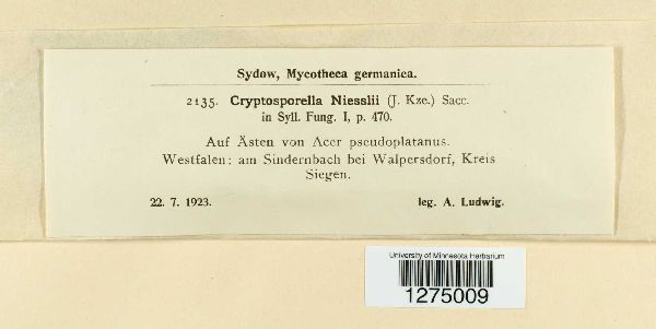 Cryptosporella niesslii image