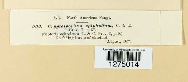Cryptosporium epiphyllum image