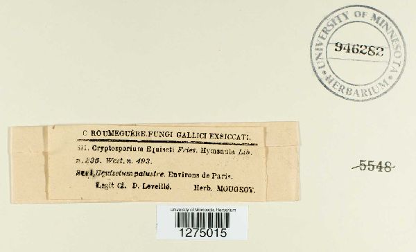 Cryptosporium equiseta image