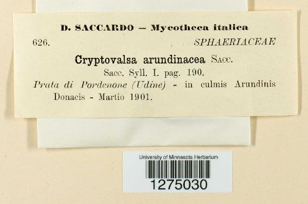 Cryptovalsa arundinacea image