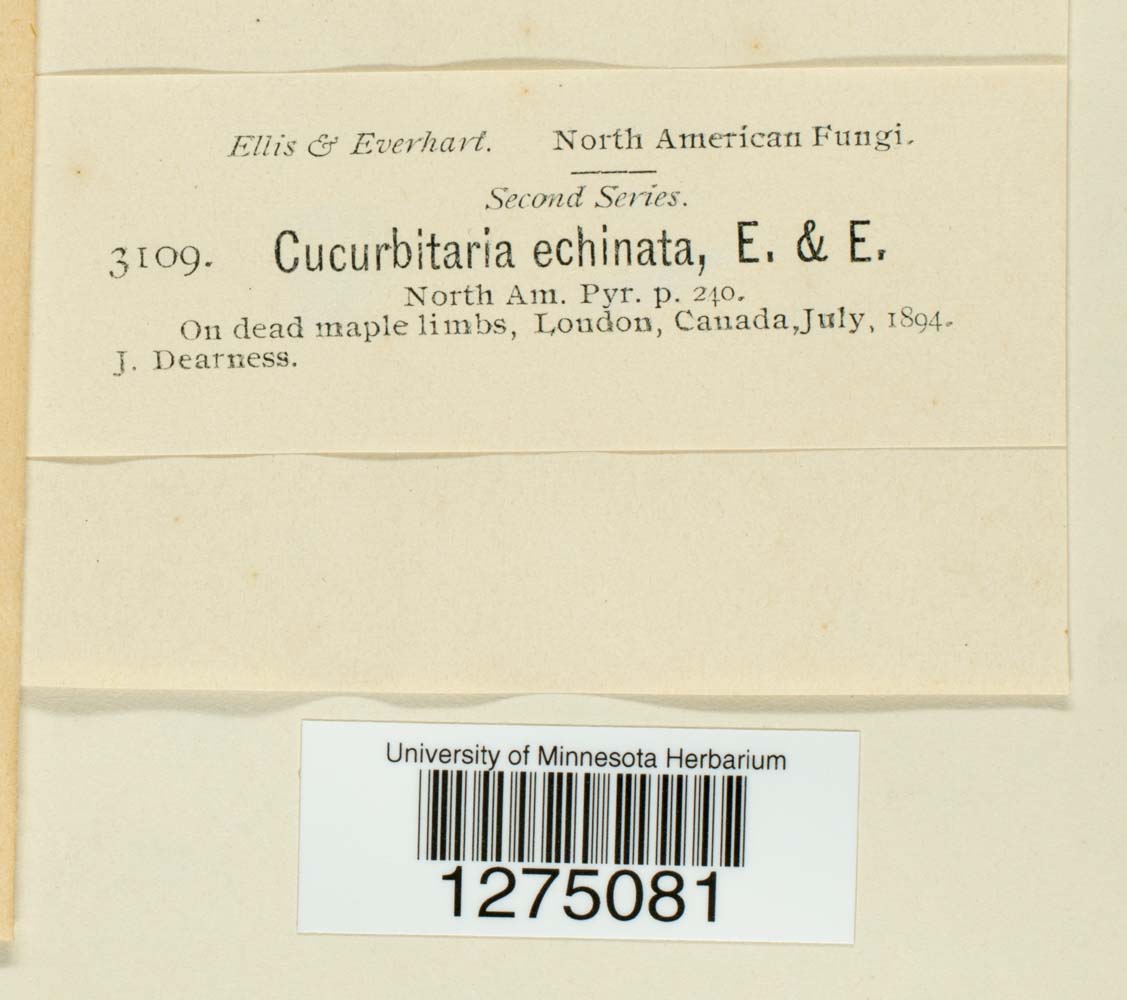 Cucurbitaria echinata image