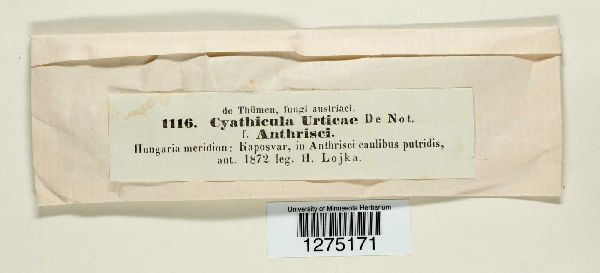 Cyathicula urniformis image