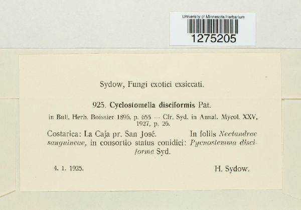 Cyclostomella disciformis image