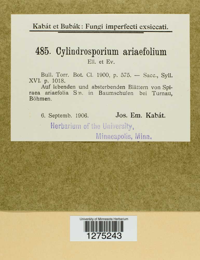 Cylindrosporium ariaefolium image