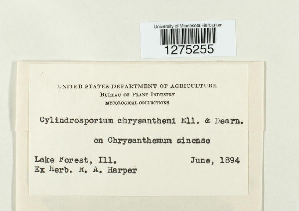 Cylindrosporium chrysanthemi image