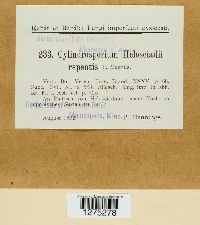 Image of Cylindrosporium helioscladii-repentis